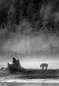 Grizzly eating Salmon